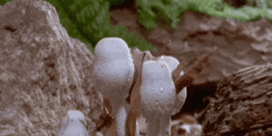 菌菇